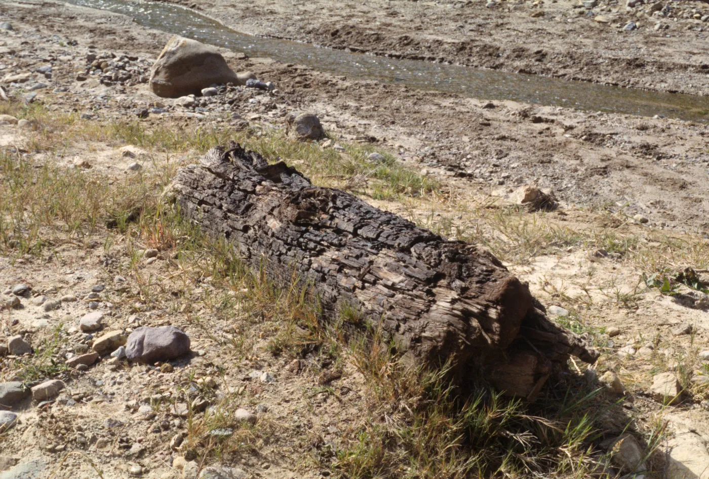 Fossil Log, Canada de los Sauces, Santa Cruz Island