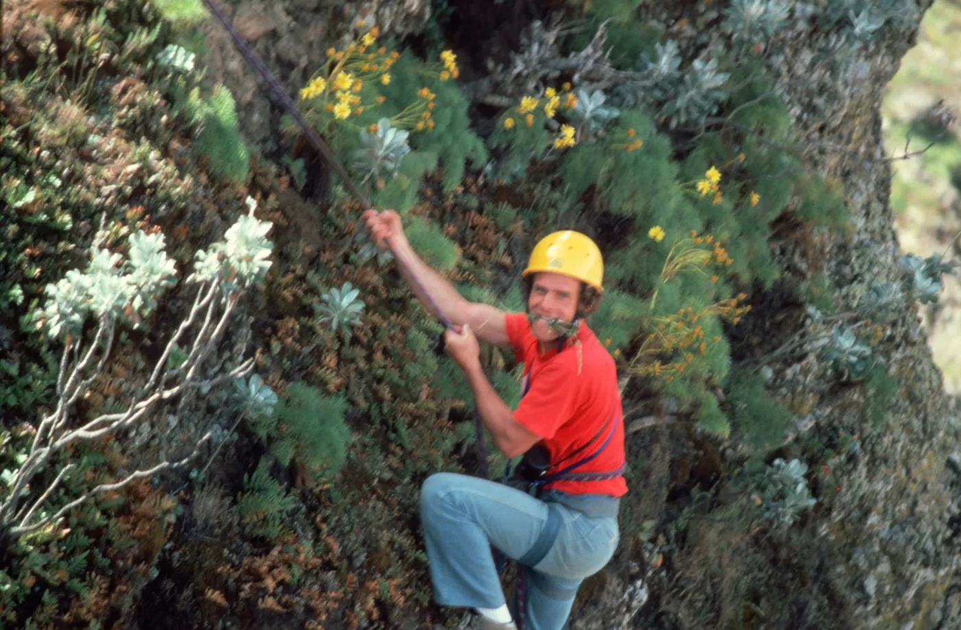 Tom Hesseldons repelling down cliff face, on Santa Cruz Island