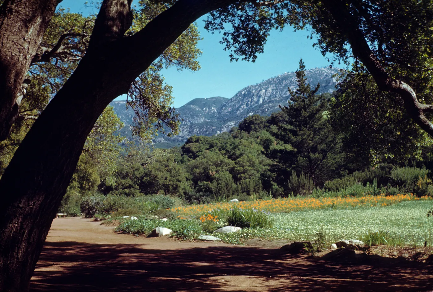 Meadow 1940s-1950s