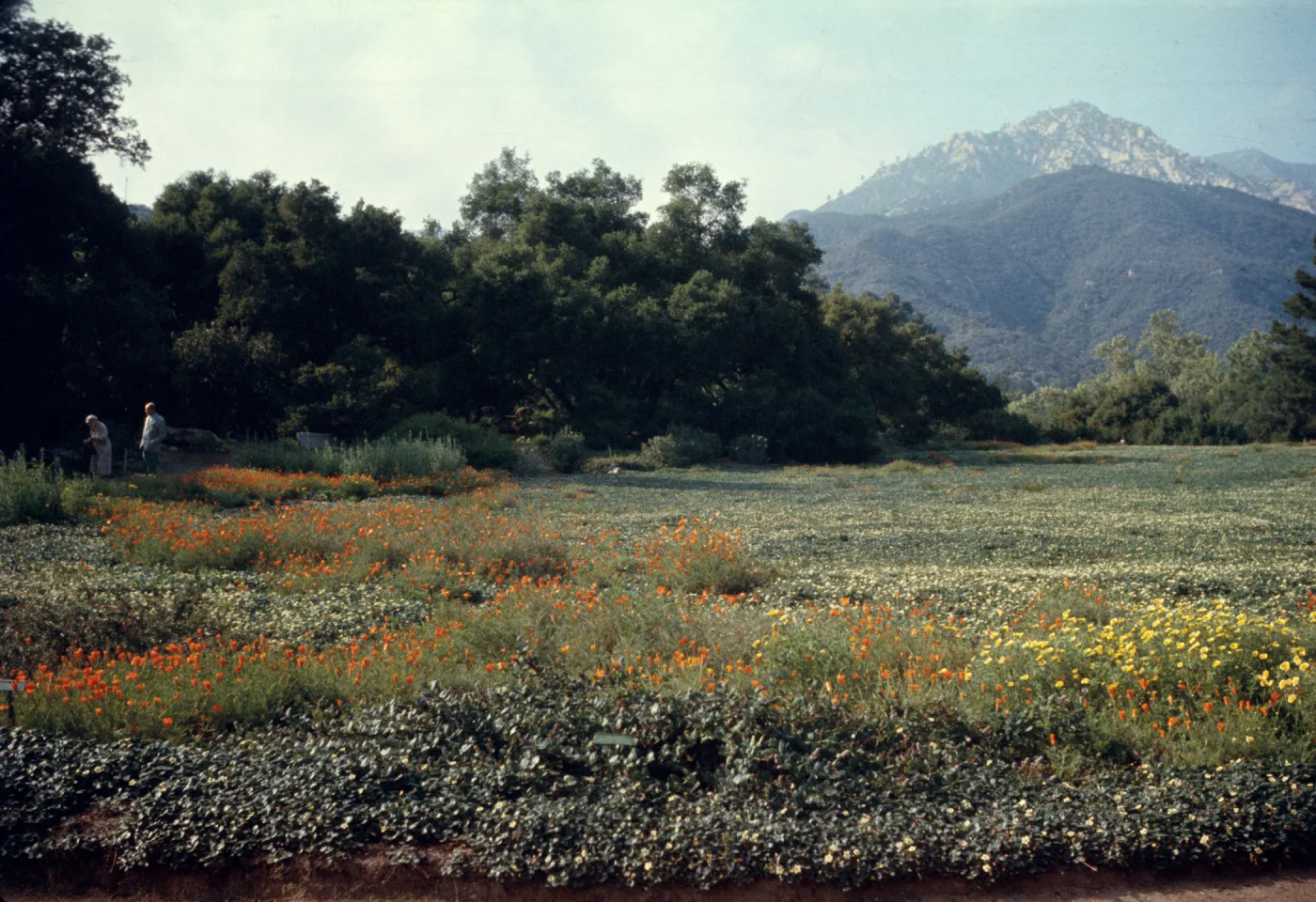 Botanic Garden Meadow, (Meadow 1940s-1950s)
