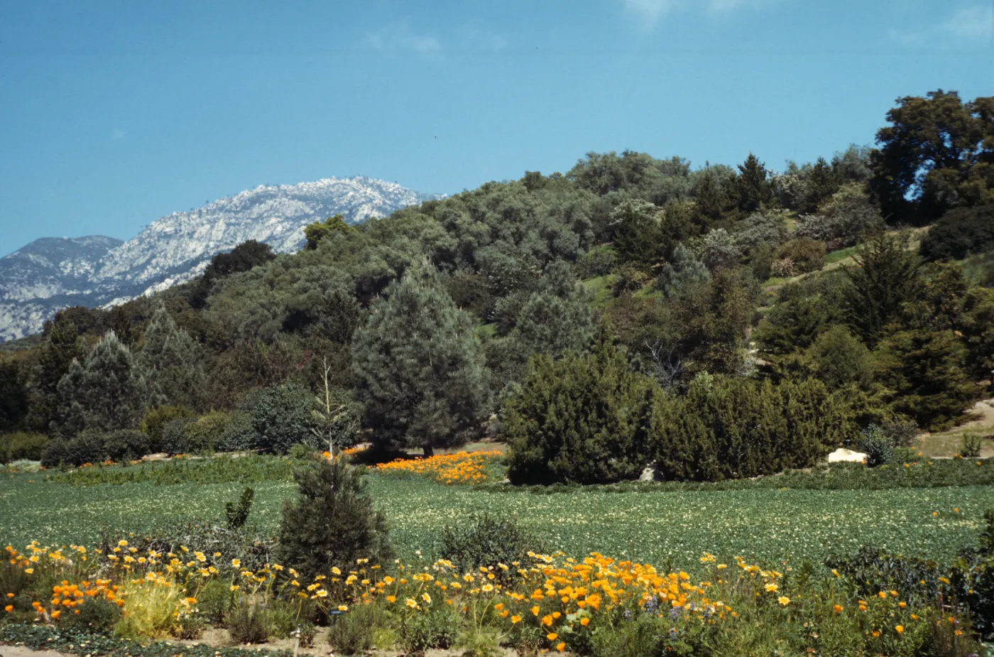 SBBG Meadow, (Meadow 1940s-1950s)
