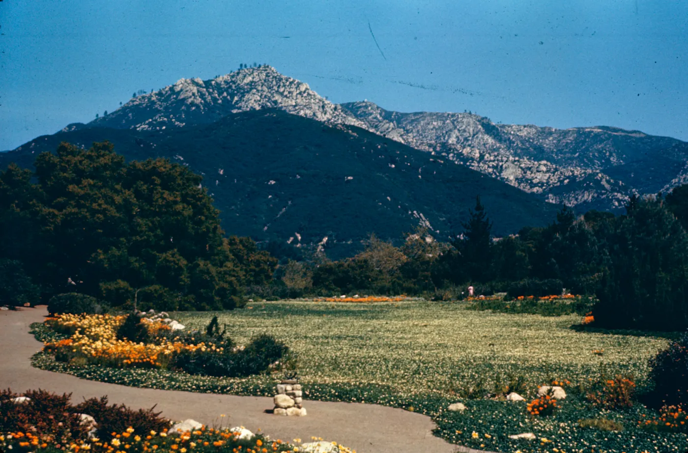 strawberry Meadow, (Meadow 1940s-1950s)