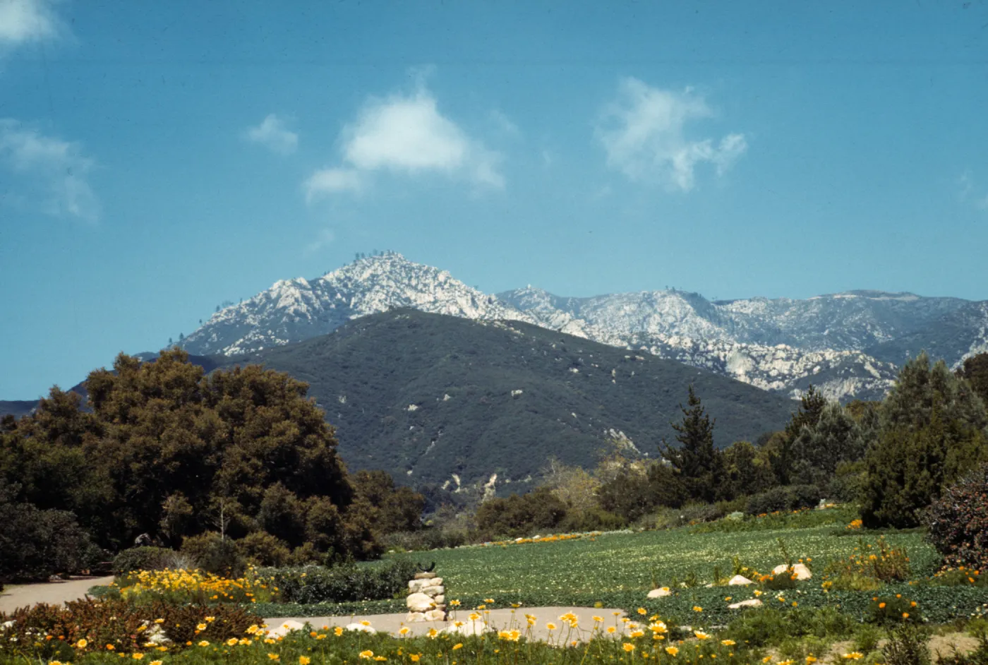 SBBG Meadow, (Meadow 1940s-1950s)