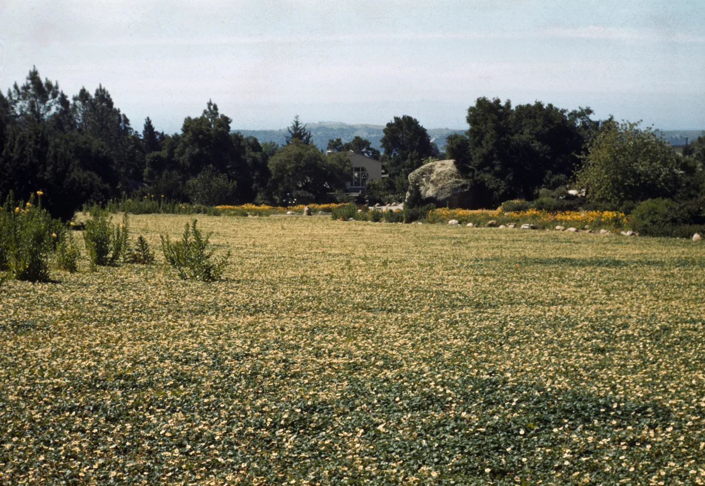 Strawberry Meadow, ocean view from top of Meadow