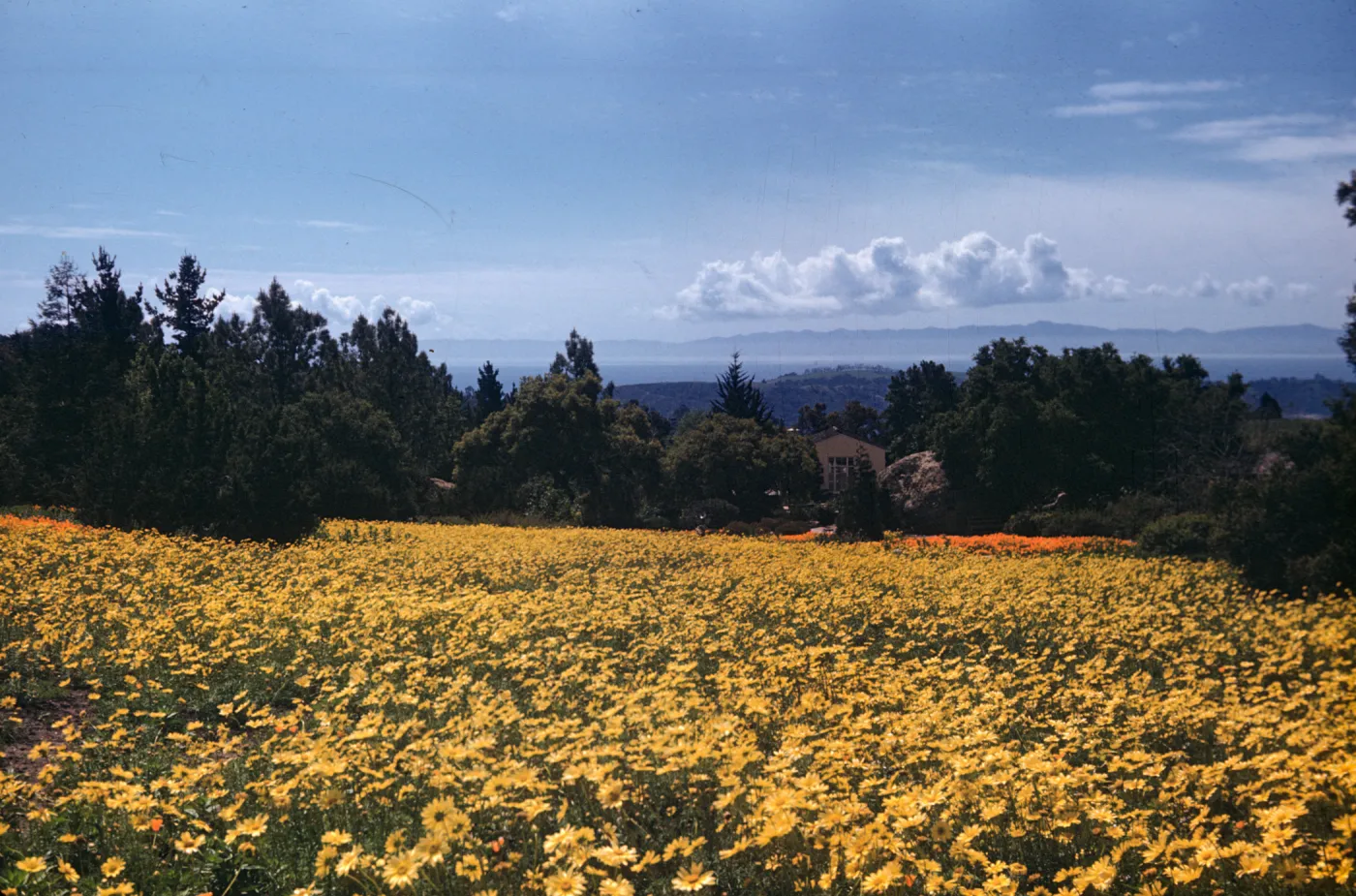Meadow, planted with Coreopsis maritima, ocean and island view from top of Meadow