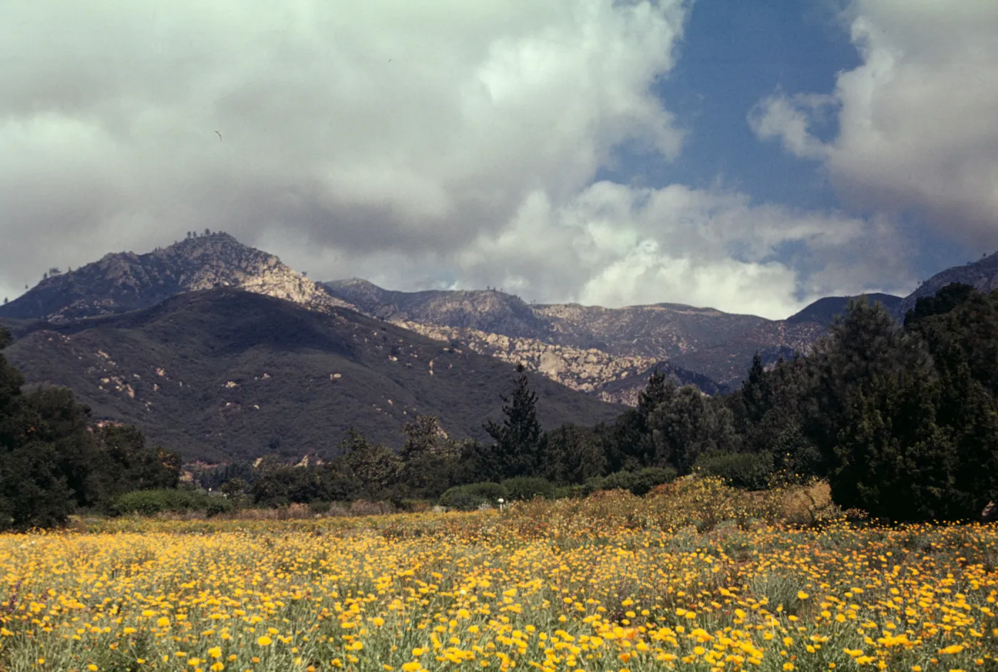 SBBG Meadow, (Meadow 1940s-1950s)