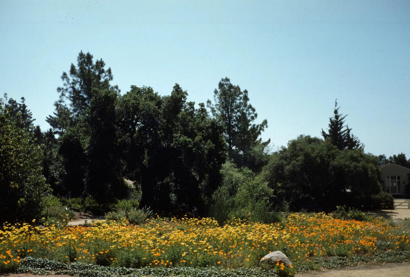 Poppies and Sea Dahlias in the lower Meadow
