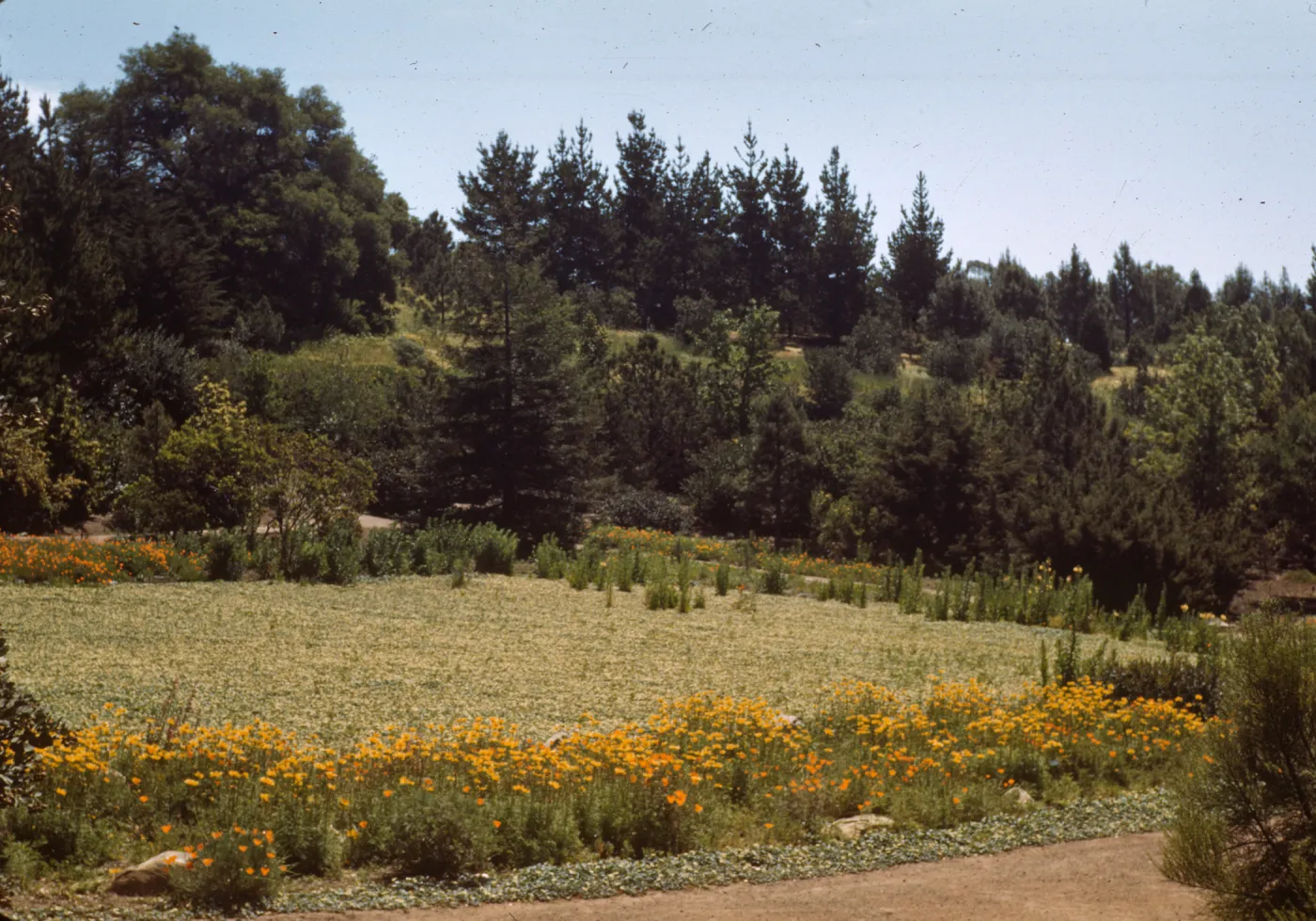 Meadow, 1944, view to Porter trail slope