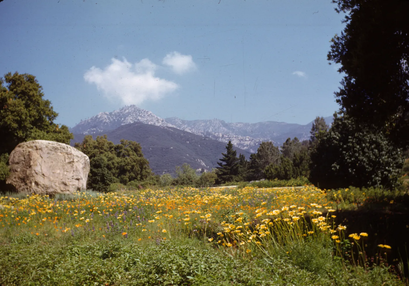 Botanic Garden Meadow and mountain view