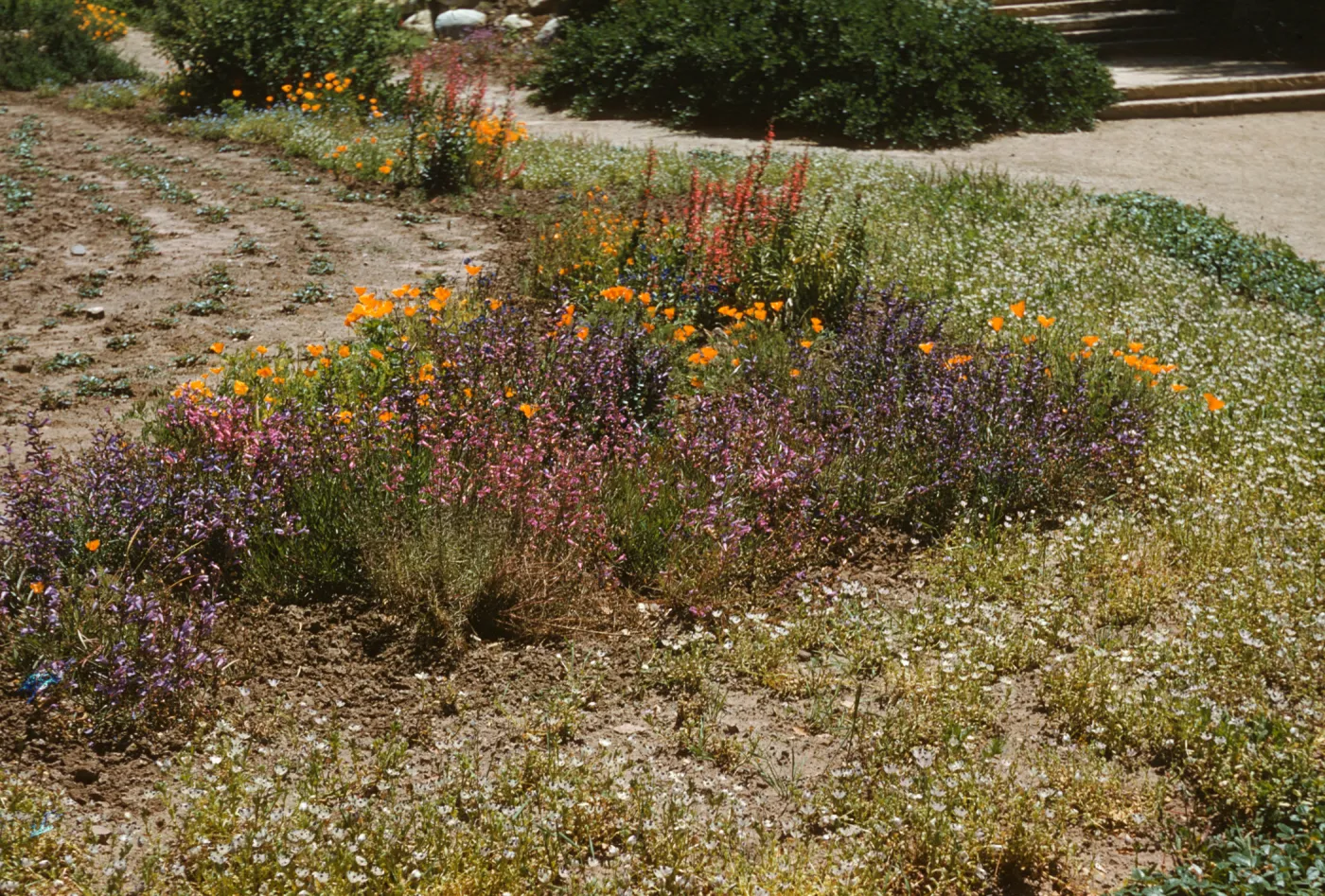 Meadow border; (Meadow 1940s-1950s)