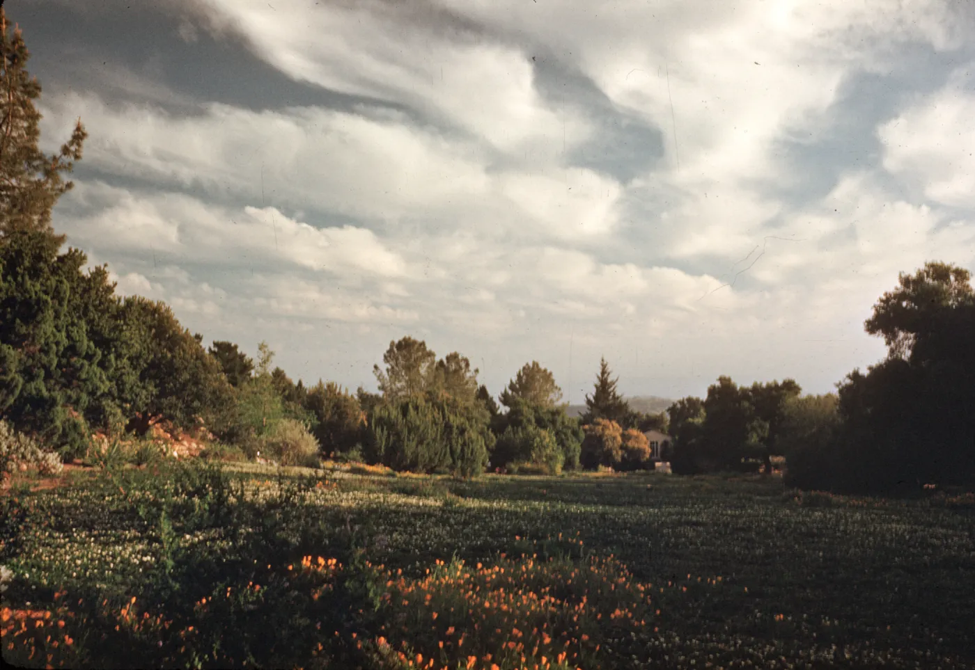 Meadow view to the ocean