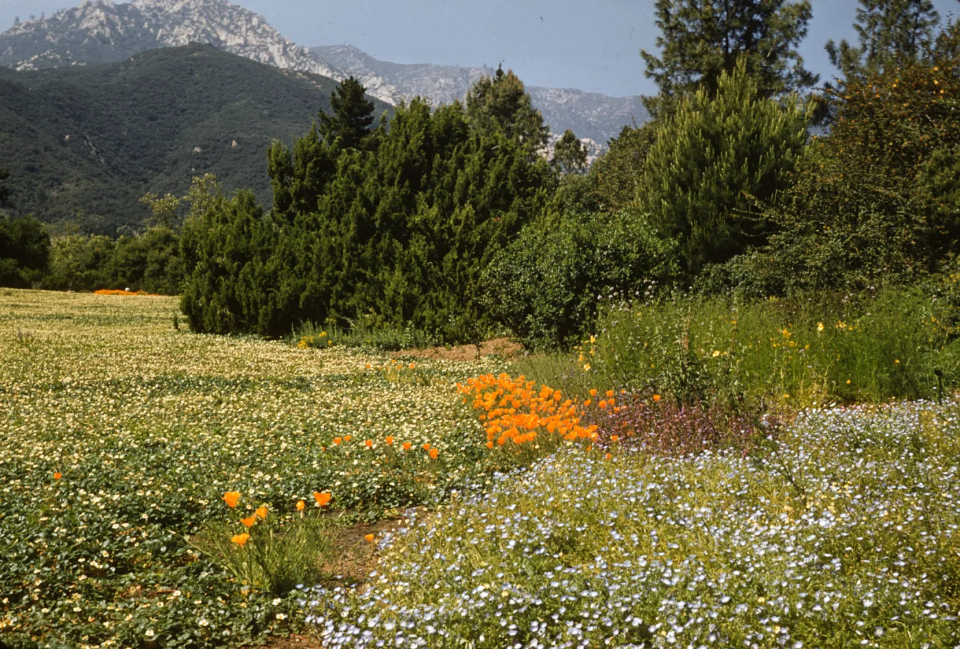 Meadow section spring flowers