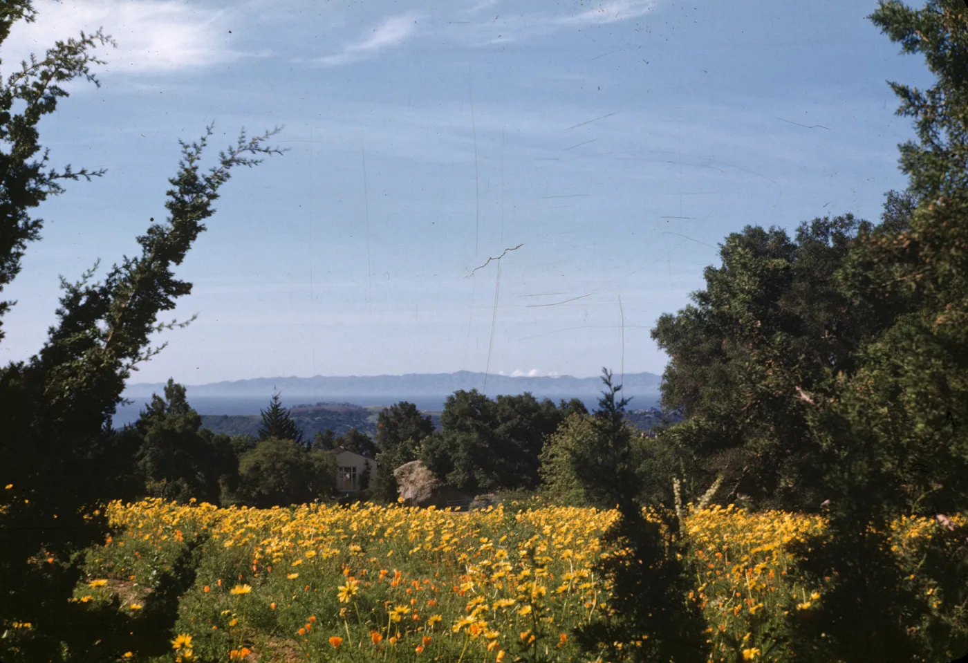 Meadow with Coreopsis and California poppy in bloom, view to Santa Cruz Island