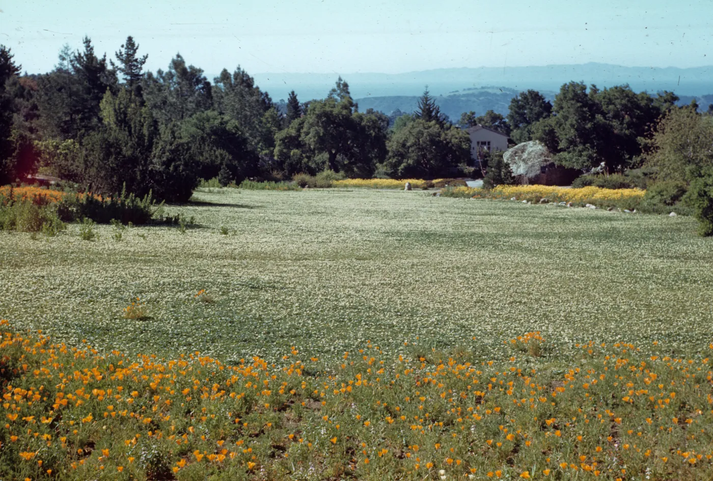 Strawberry Meadow, view to the ocean (1940s-1950s)