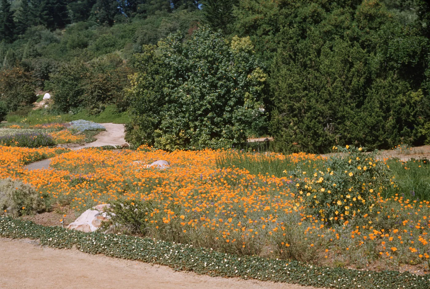 Meadow (Meadow 1940s-1950s)