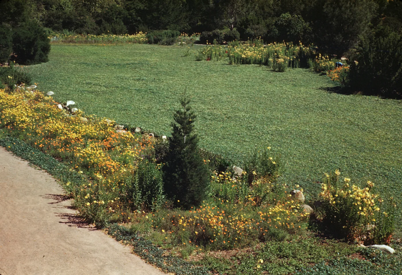 Meadow 1940s-1950s