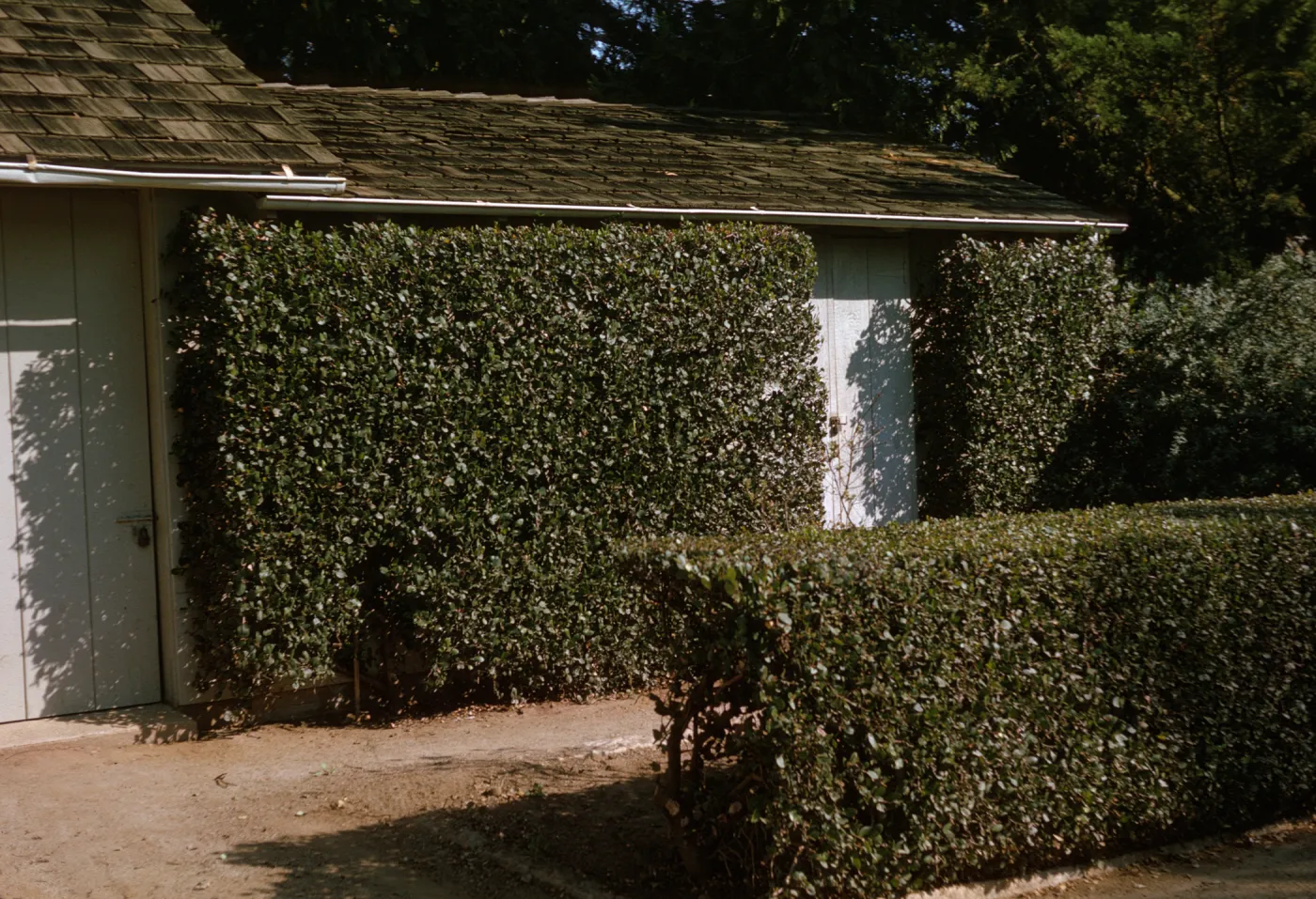 Rhus integrifolia as espalier and hedge by old shop