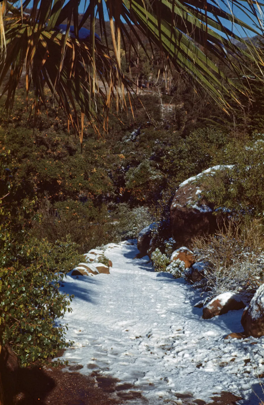 Snow on Campbell Trail, January 1949