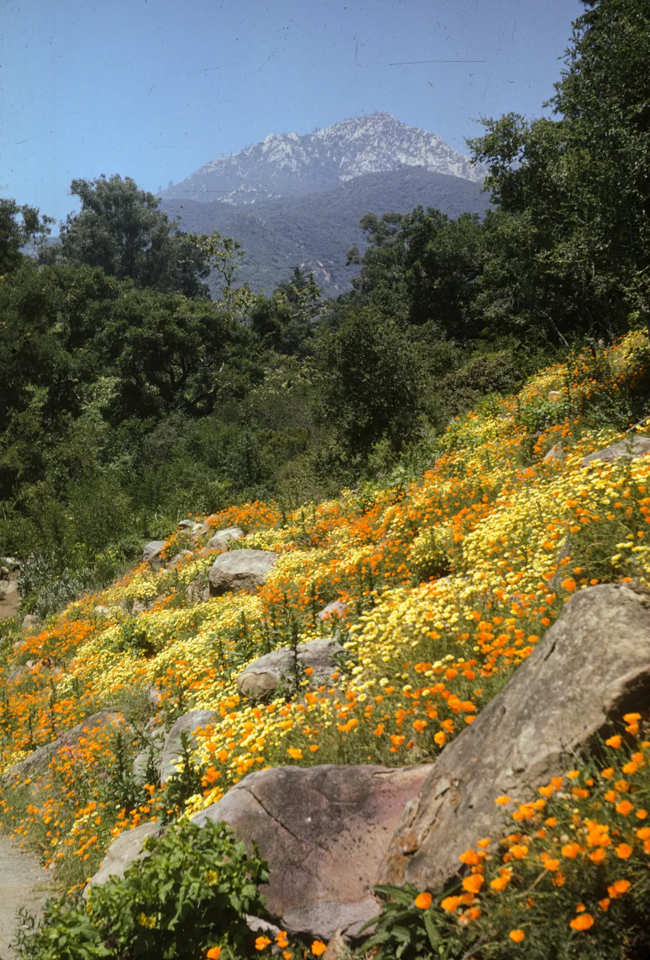 S.B. Botanic Garden Bank of Campbell Trail, Poppies and Tidytips