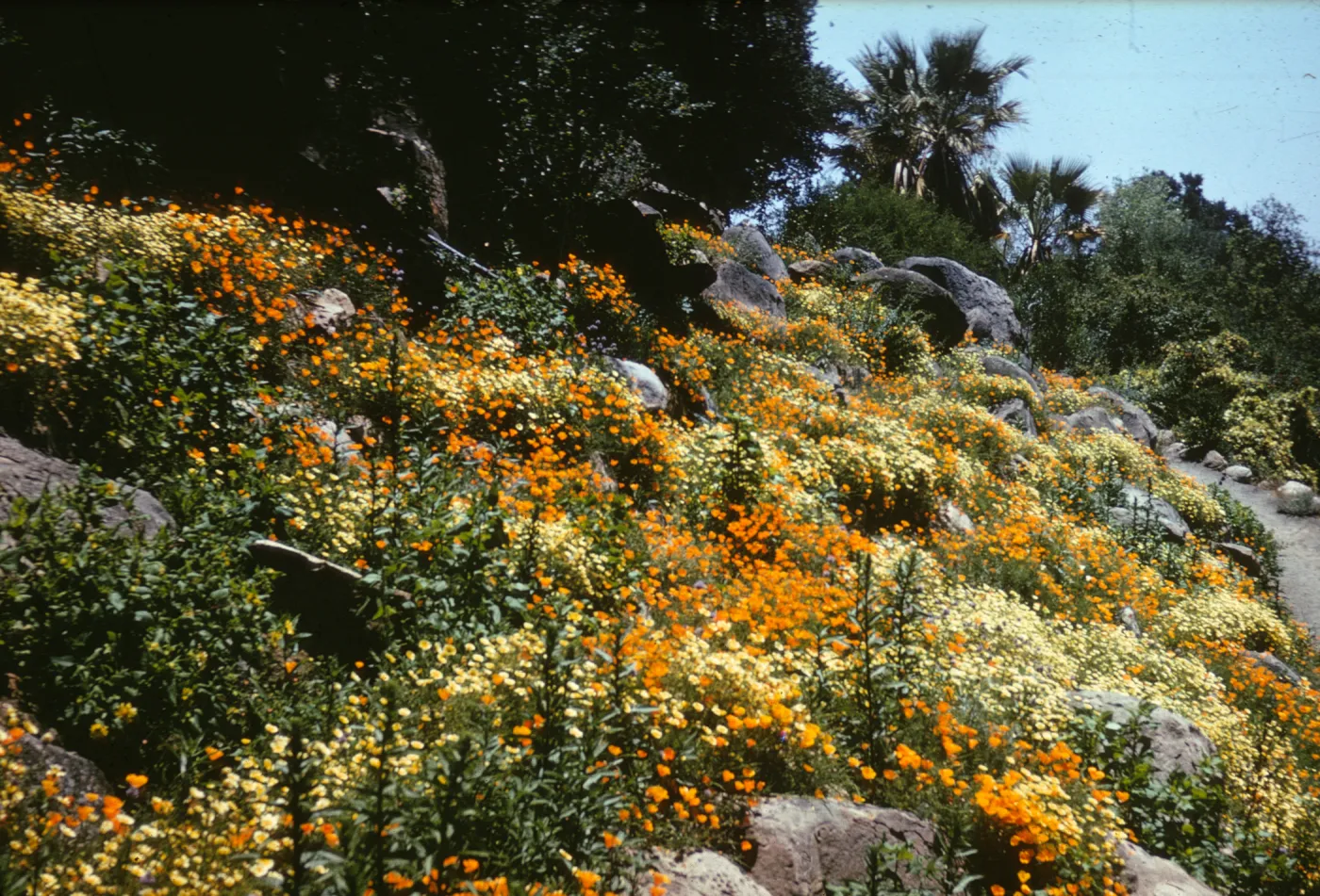 wildflowers on Campbell Trail