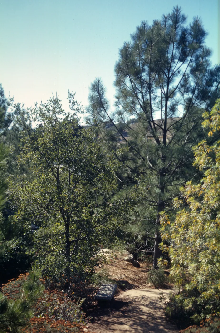 Old Island Trail, wood bench