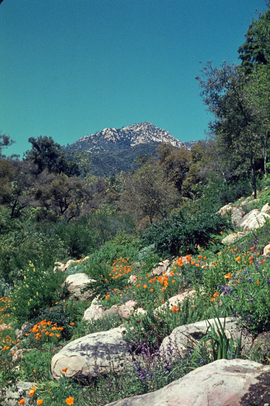 wildflowers on the Campbell Trail slope