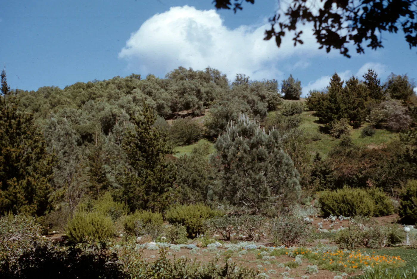 SBBG Meadow with view to East slope above Mission Canyon Road