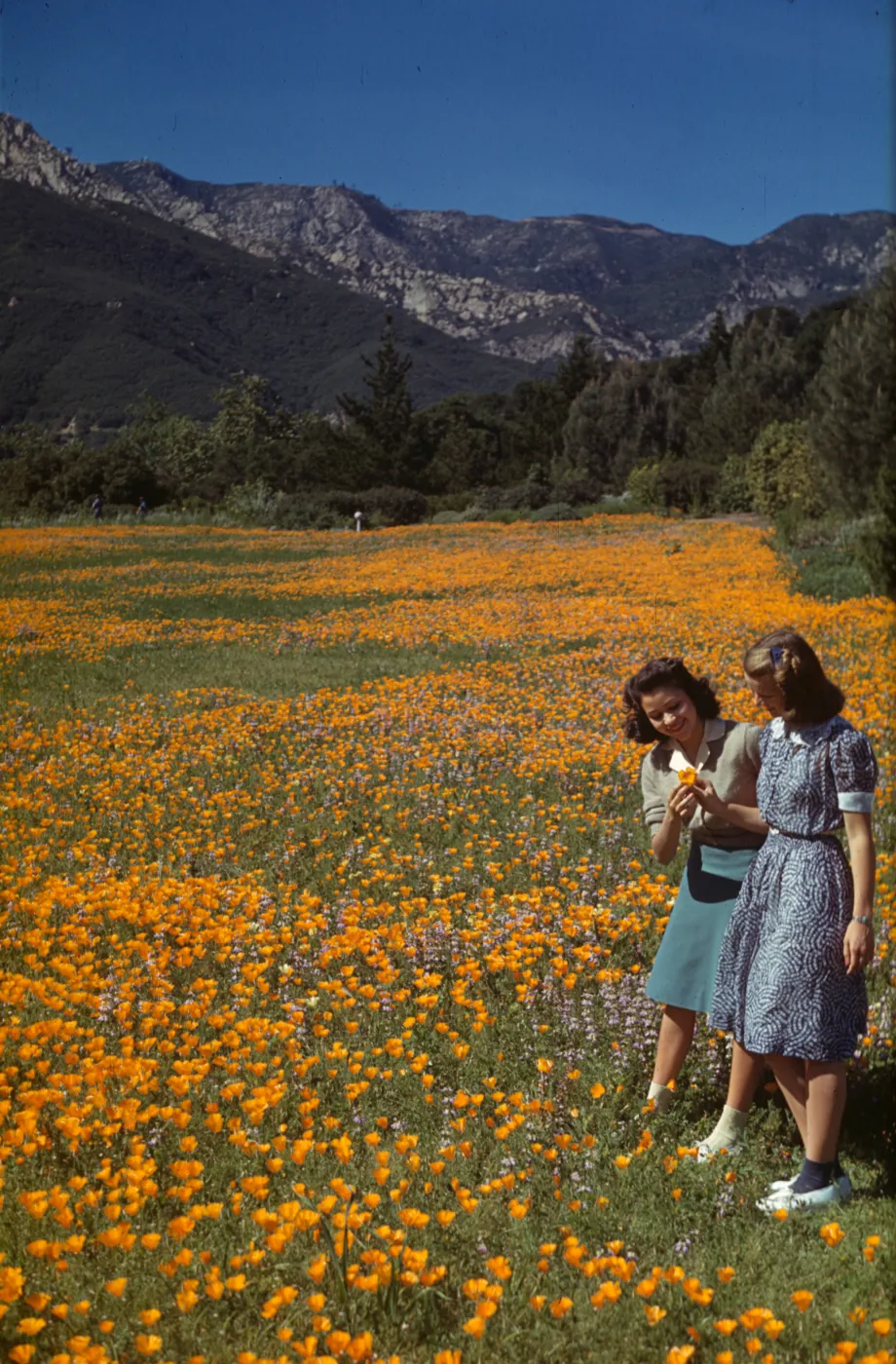 Poppies and lupine in the Meadow, two girls