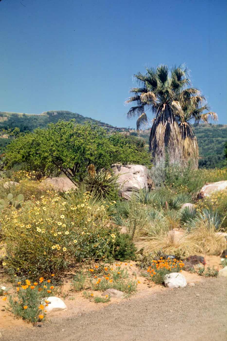 SBBG Desert Section in bloom