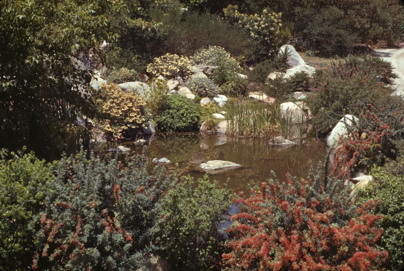 Meadow Pond