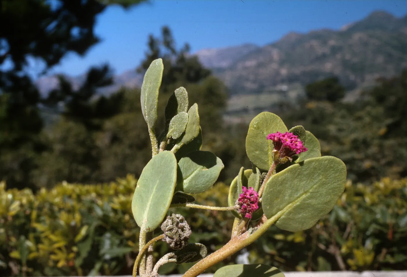 Abronia maritima