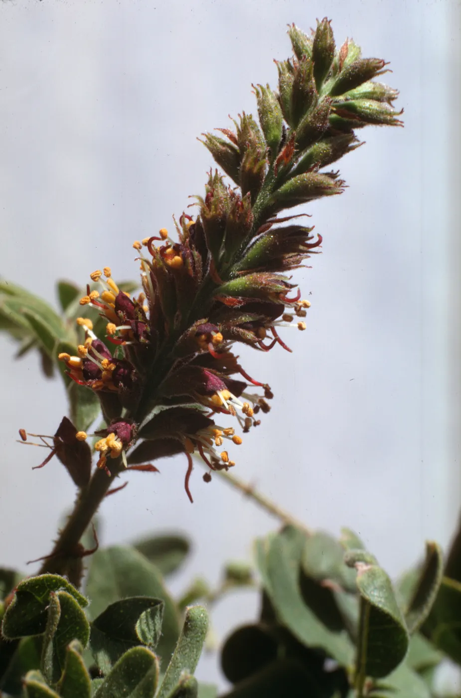 Amorpha californica