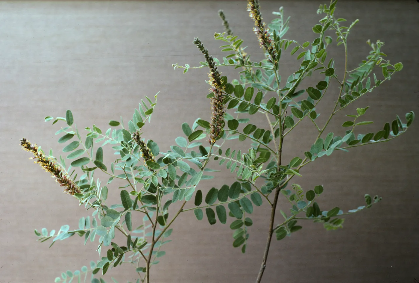 Amorpha californica