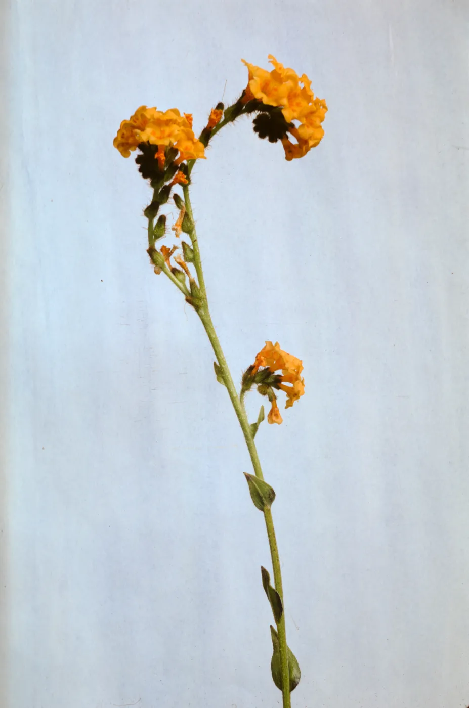 Amsinckia douglasiana