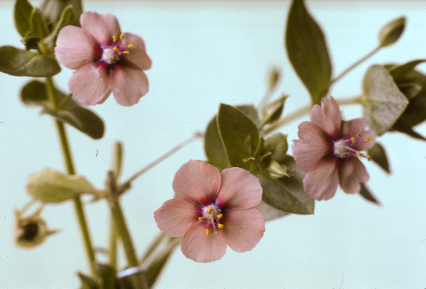 Anagallis arvensis