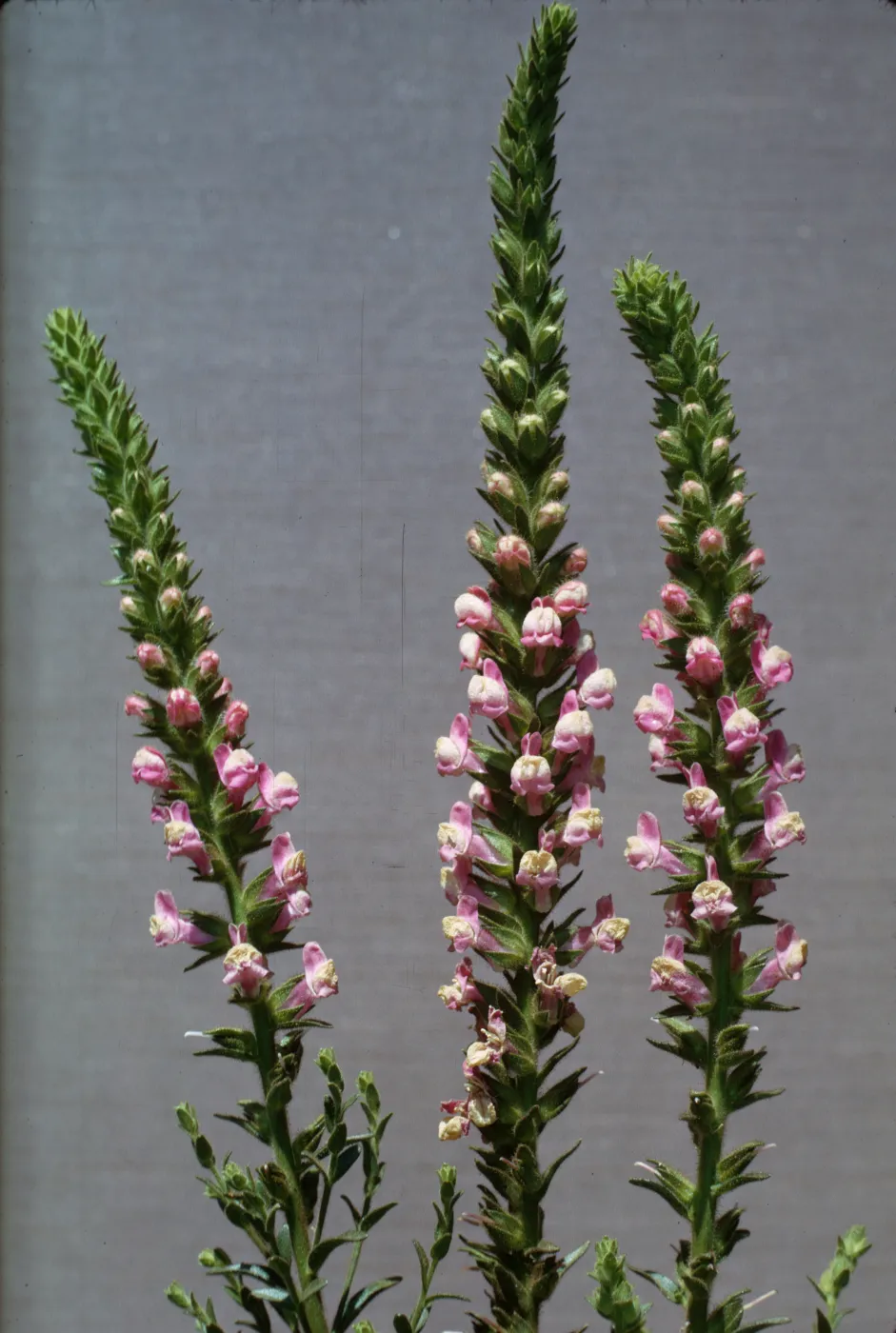 Antirrhinum multiflorum