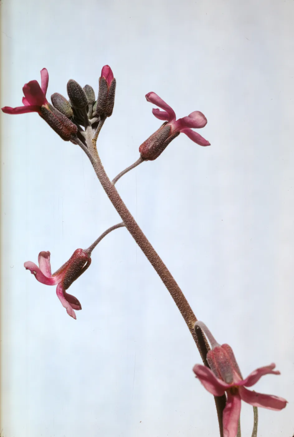 Arabis pulchra