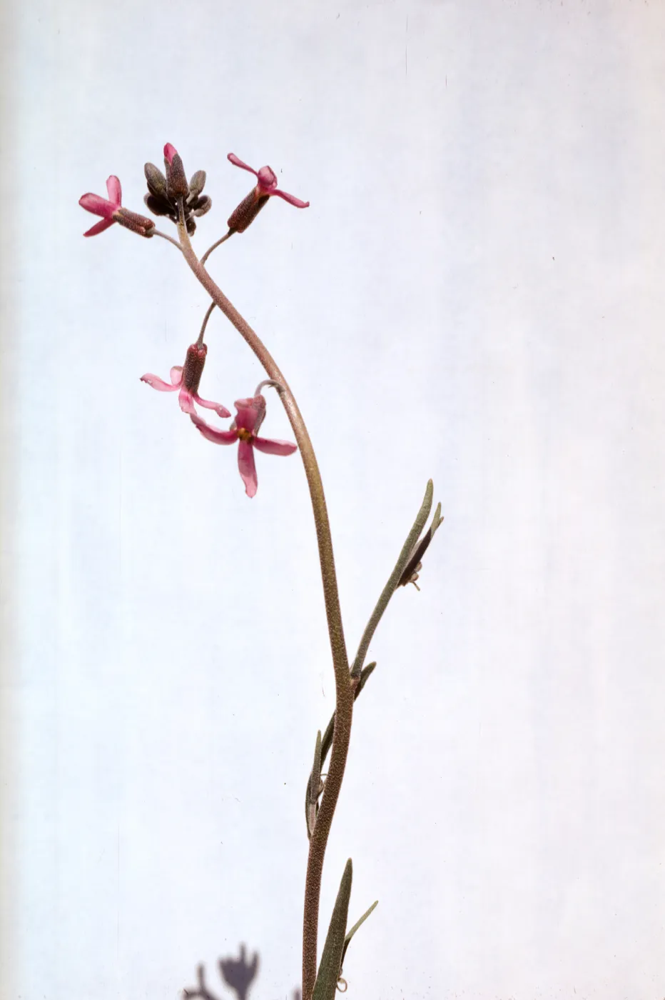 Arabis pulchra
