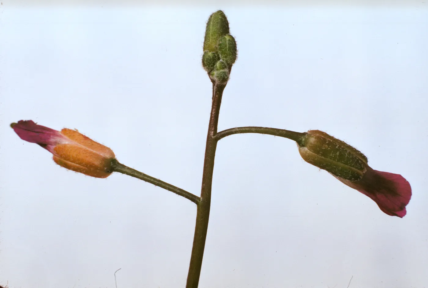 Arabis sparsiflora var. arcuata