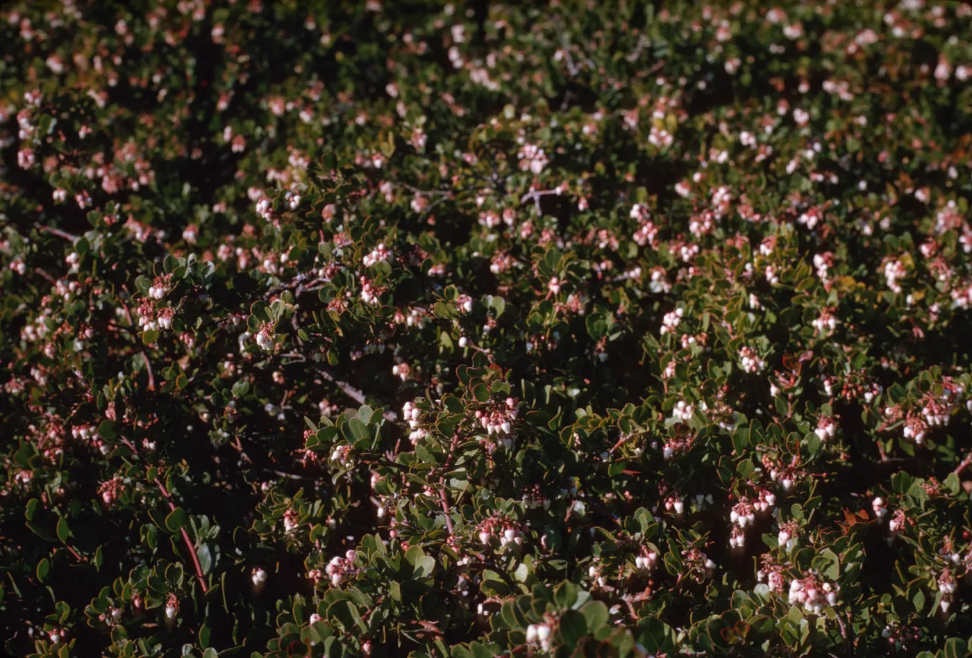 Arctostaphylos edmundsii