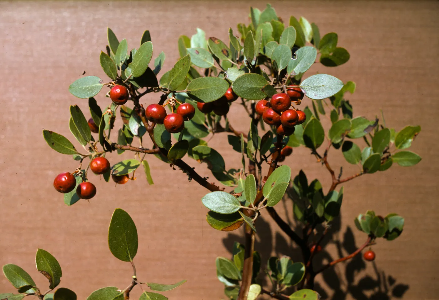 Arctostaphylos parryana fruits