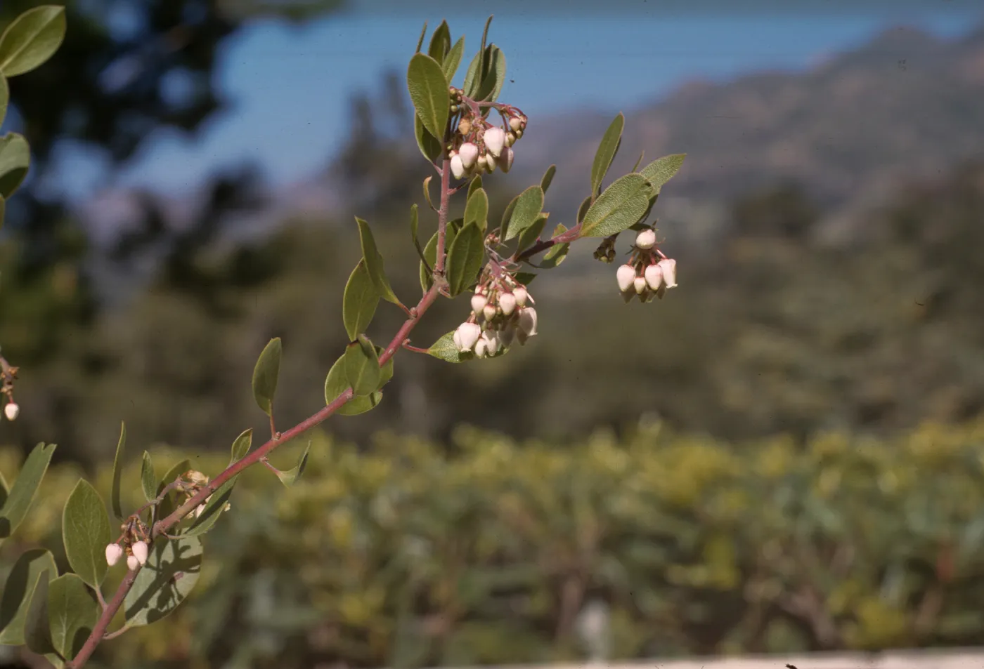 Arctostaphylos rudis