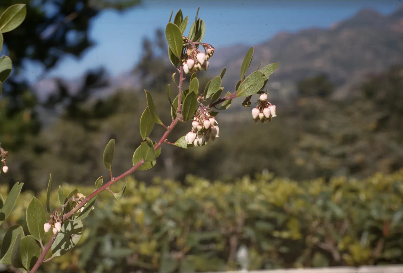 Arctostaphylos rudis