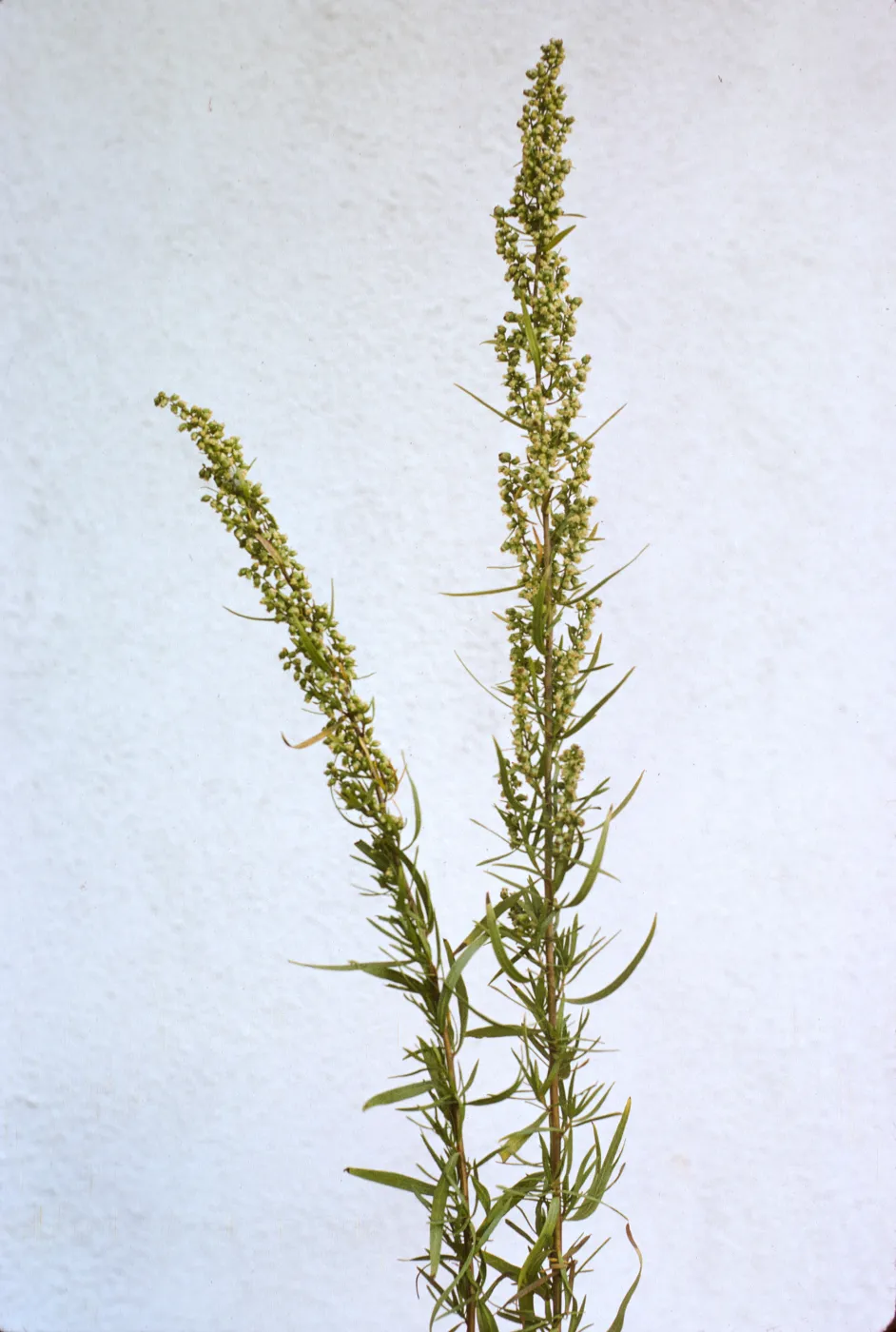 Artemisia dracunculus
