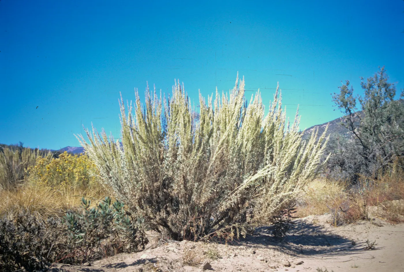 Artemisia tridentata