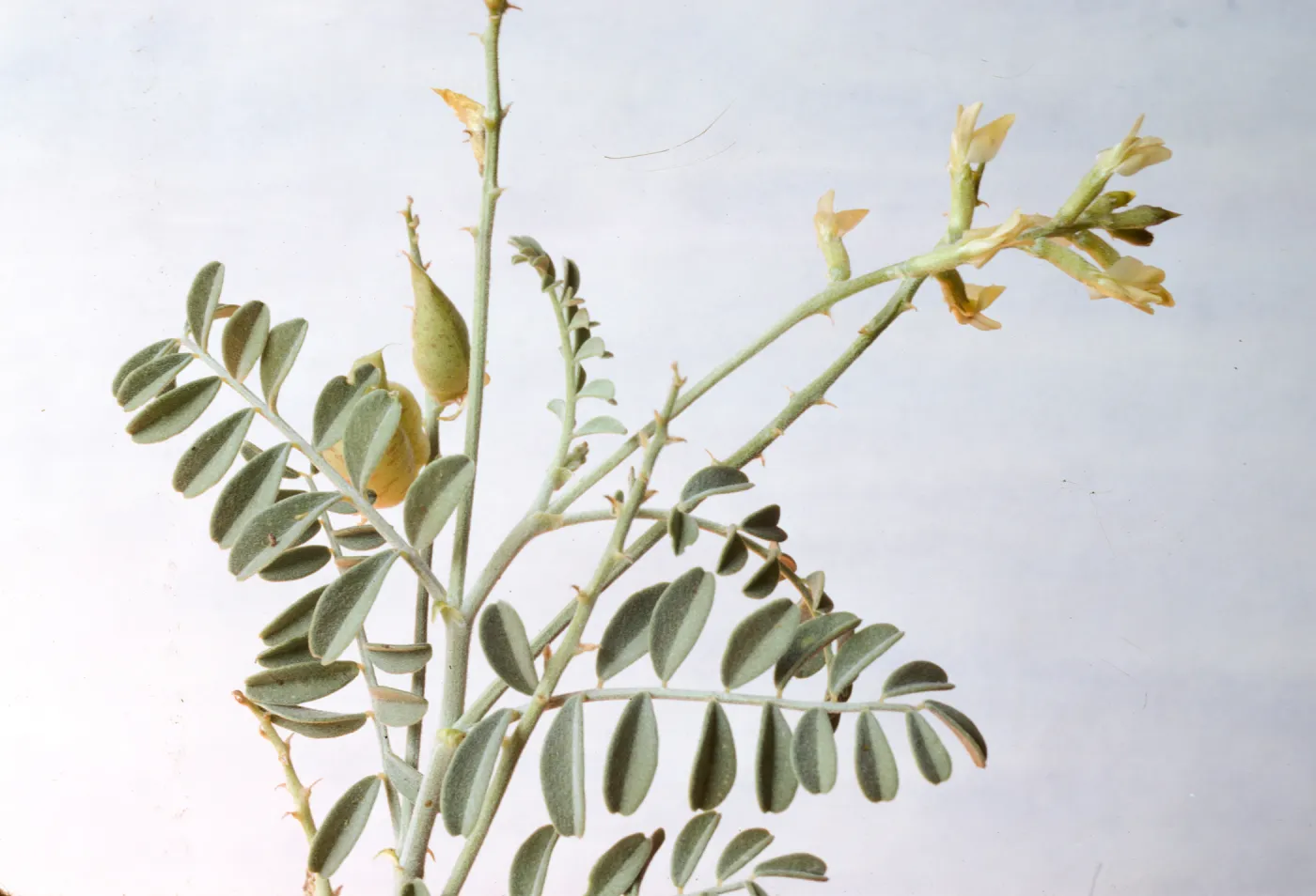 Astragalus lentiginosus var. nigricalycis