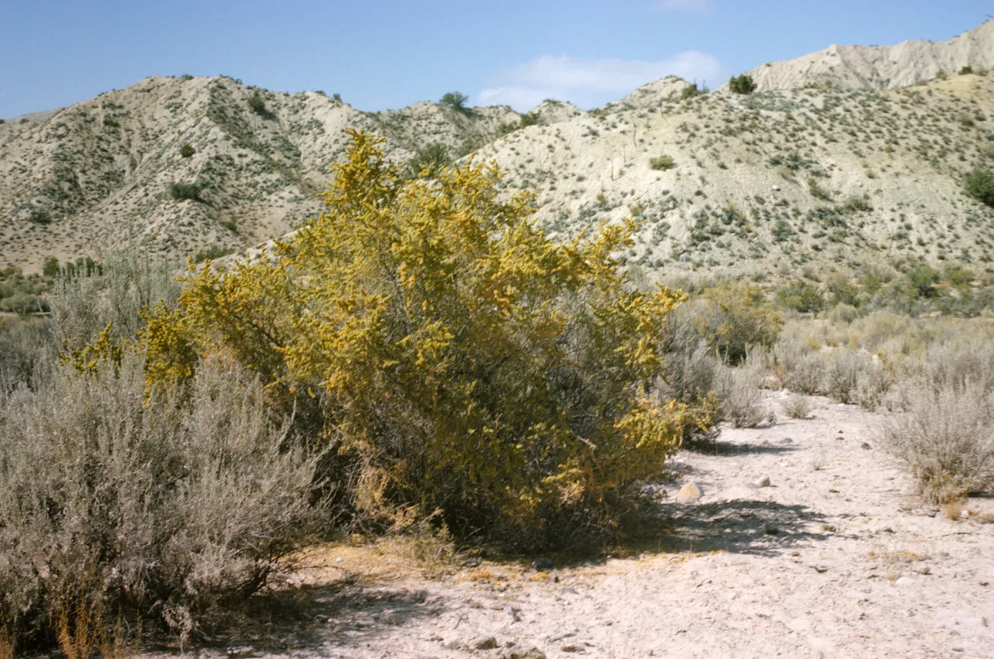 Atriplex canescens