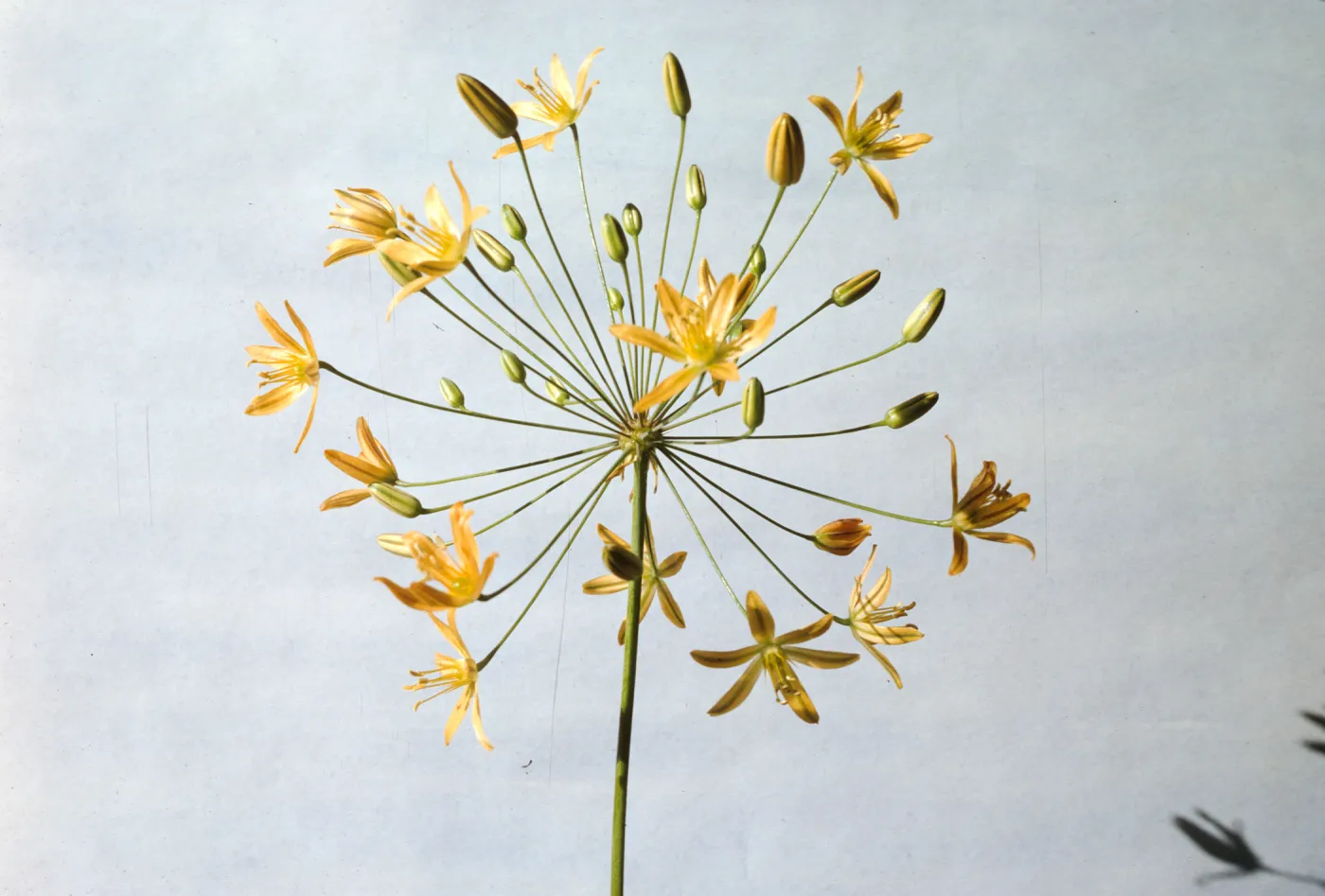 Bloomeria crocea var. montana