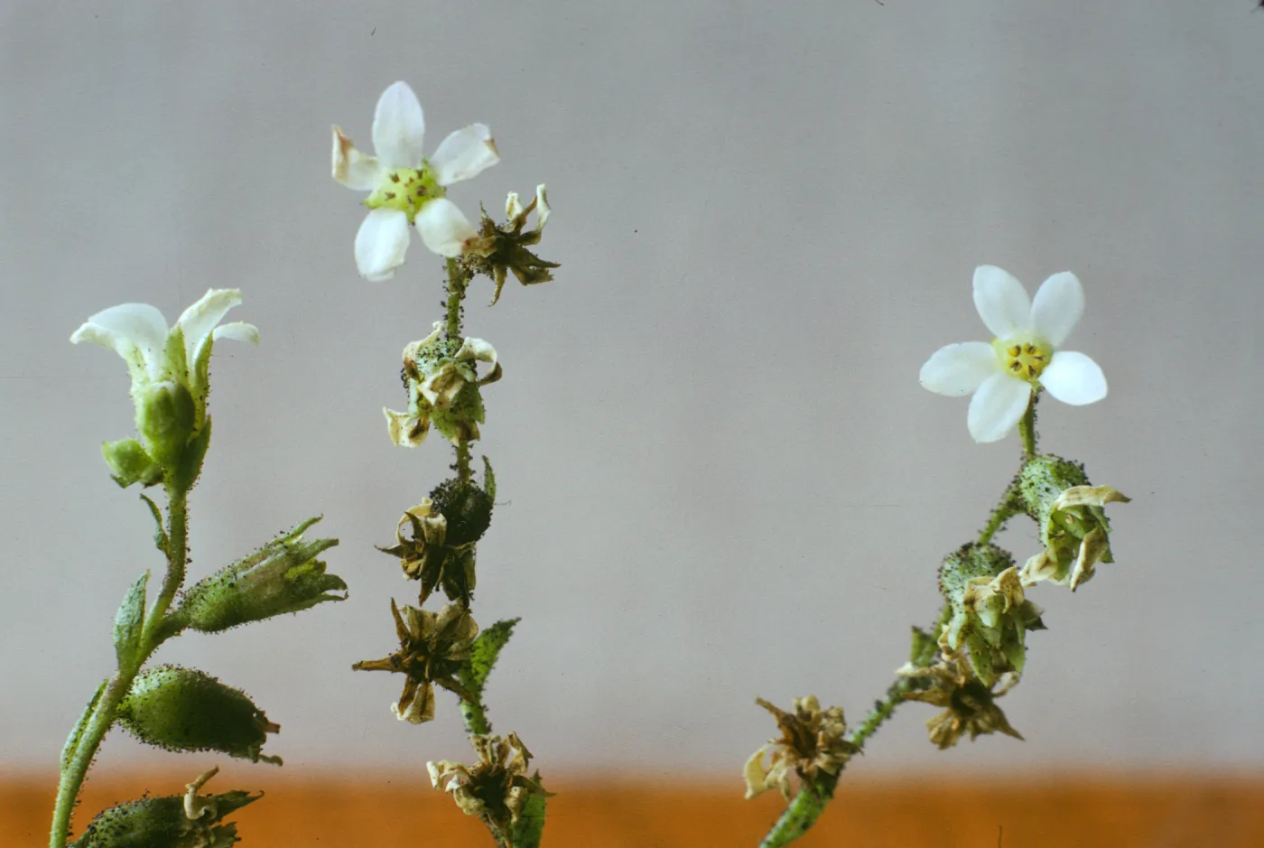 Boykinia elata