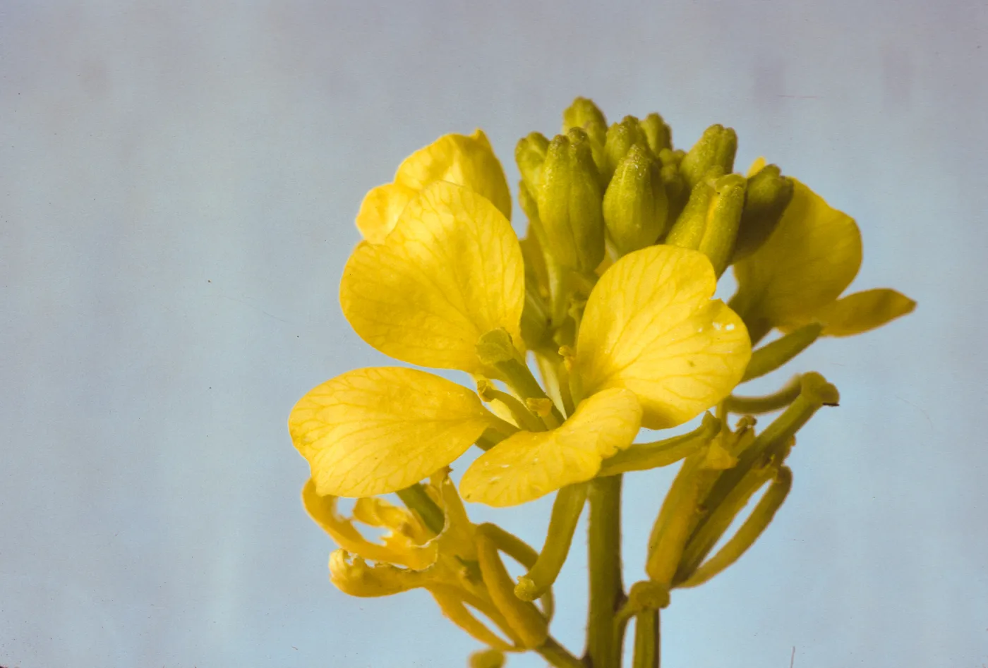 Brassica flower